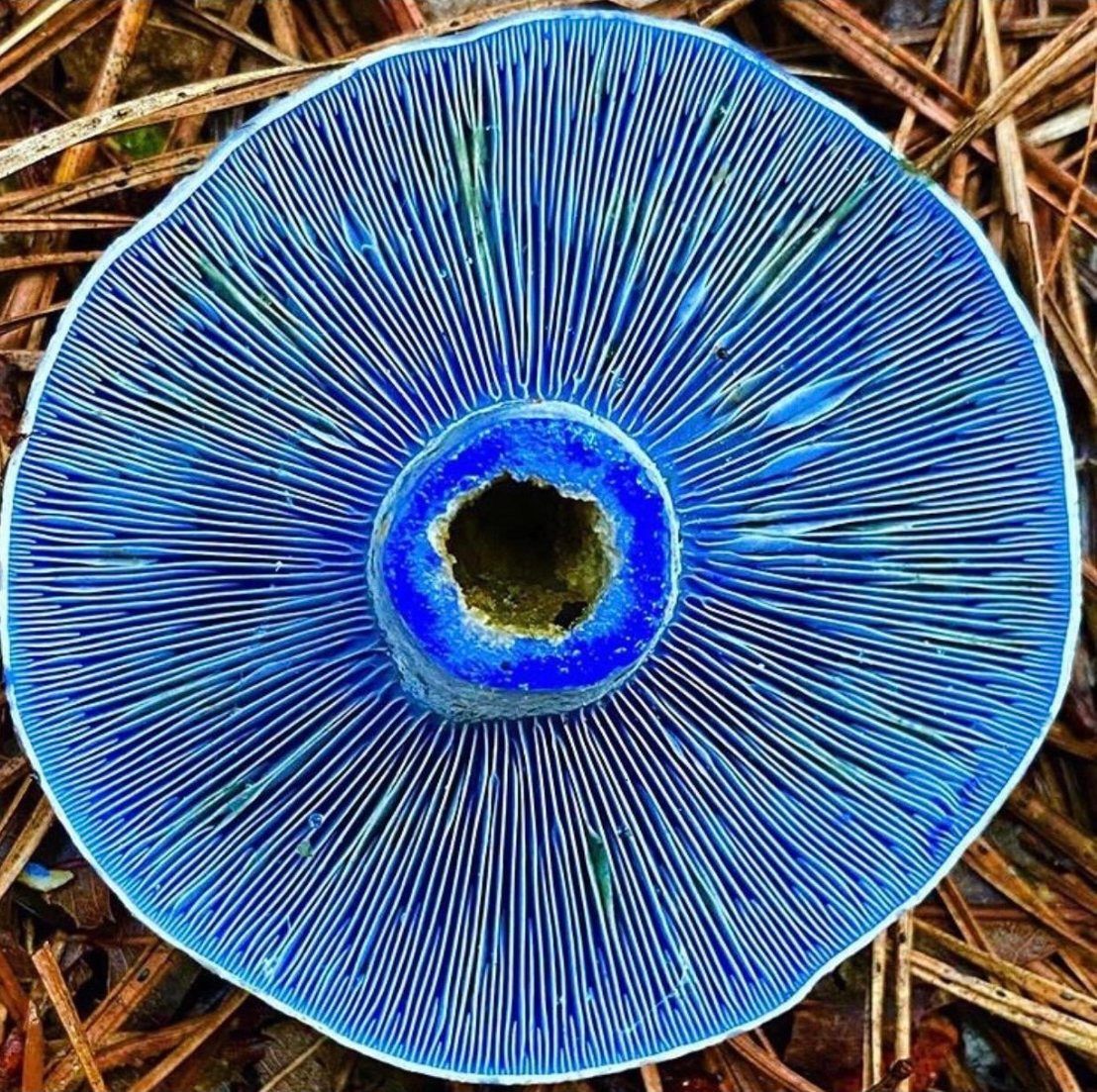 The underside of a blue milk-cap mushroom, gills radiating from the stem, lying on pine needles.