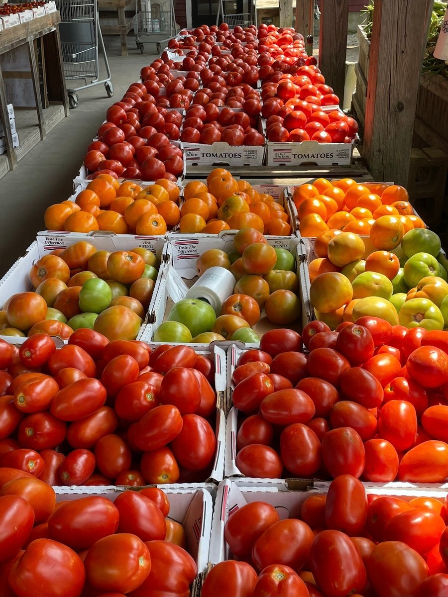 Rows of graded tomatoes at a farm stand, sorted by ripeness and size into labeled boxes.